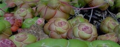 Sempervivum "Otherllo" AGL -Houseleek "Othello"