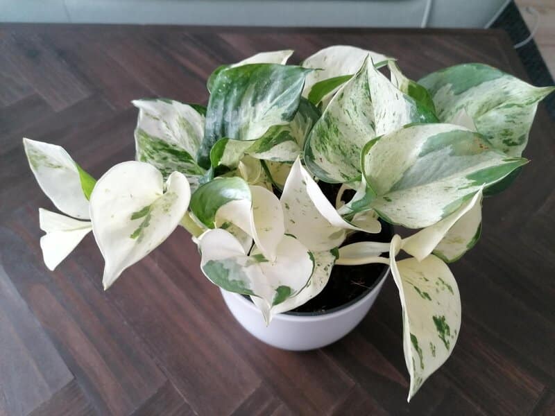 "Manjula" Pothos