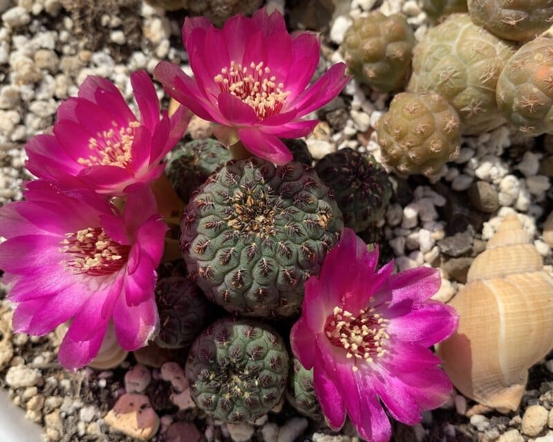 Sulcorebutia rauschii