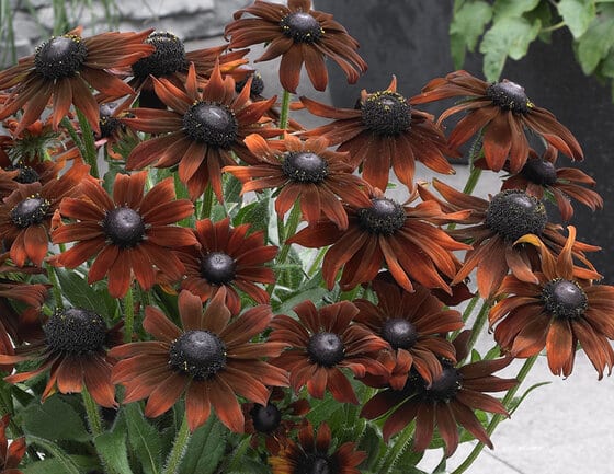 Echibeckia Summerina Brown