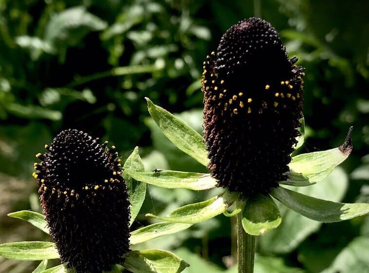Coneflower Green Wizard