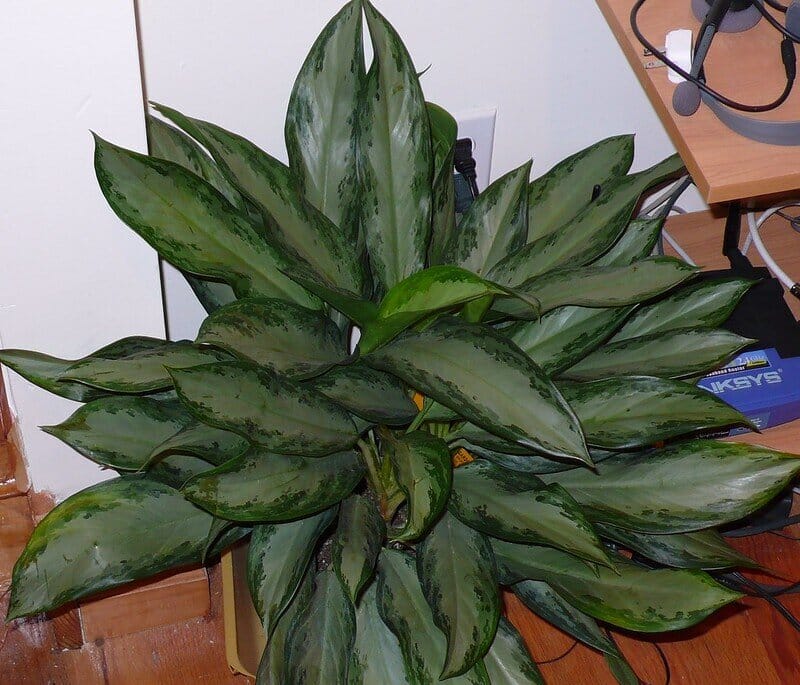 Aglaonema ‘Emerald Bay’