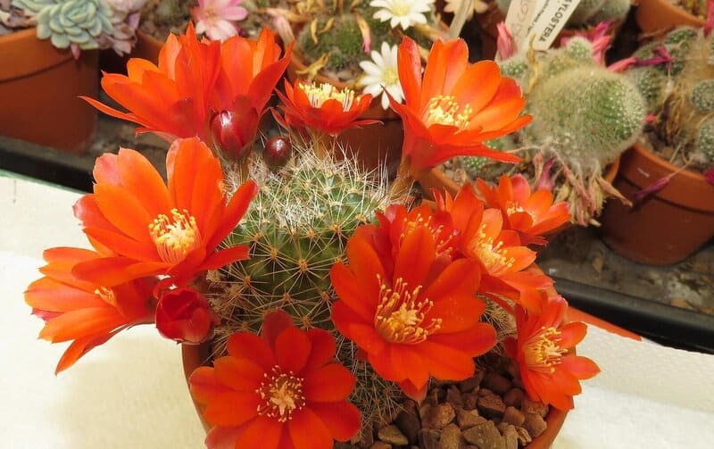 Crown Cactus