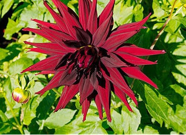 Black Dahlia Chat Noir