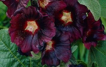 Black Magic Hollyhock