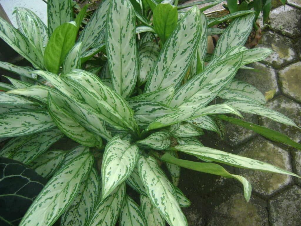Aglaonema care