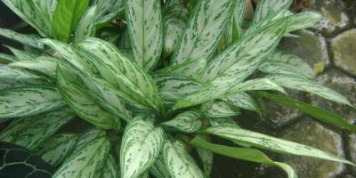 Aglaonema care