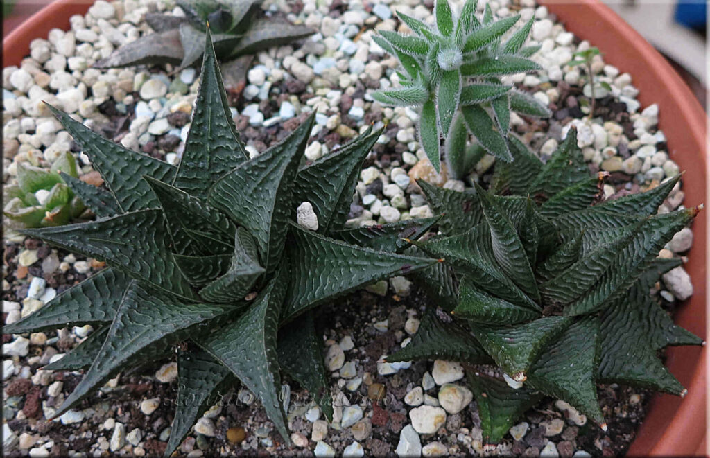 Haworthia limifolia