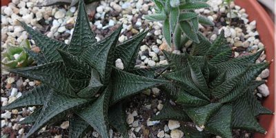 Haworthia limifolia