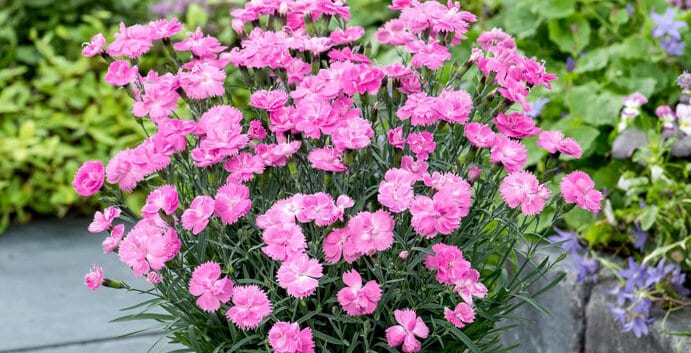 Dianthus hybrida