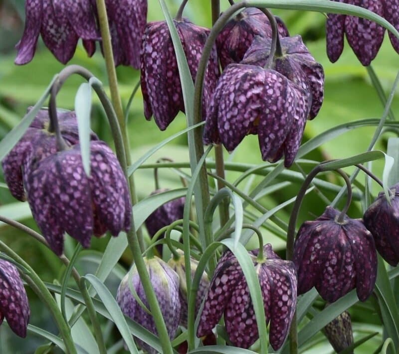 Black Fritillaria