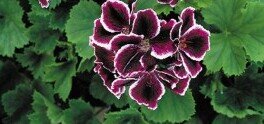 Black Geranium