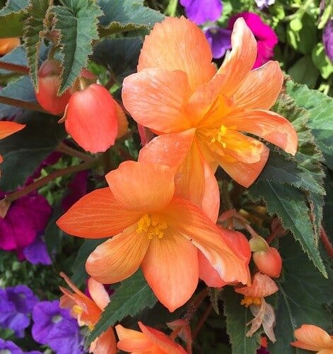 Begonia sutherlandii