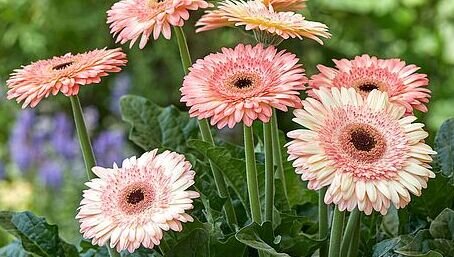 Gerbera jamesonii - Barberton Daisy