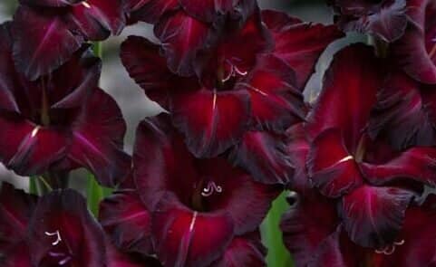 Black Gladiolus
