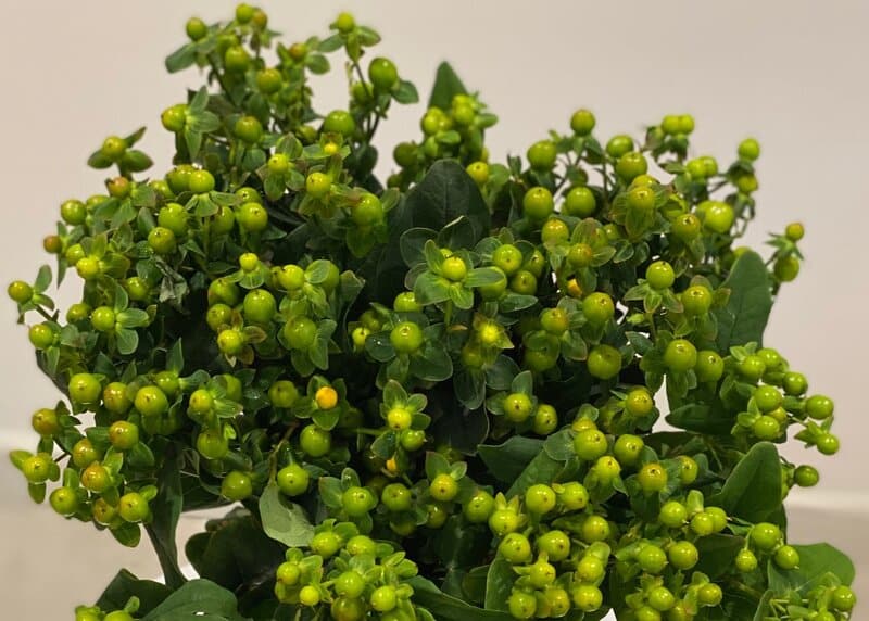Hypericum berries green