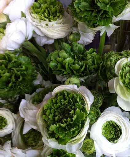 Ranunculus asiaticus