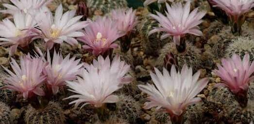 Gymnocalcium bruchii