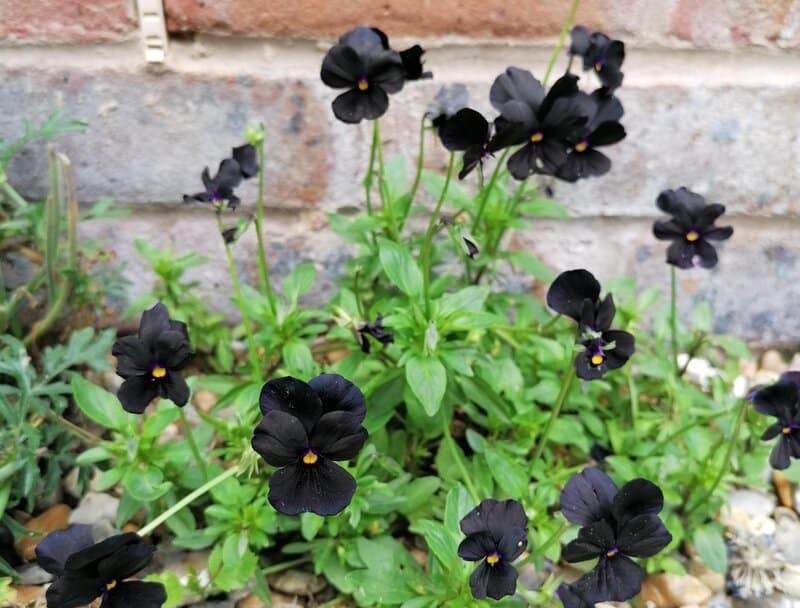 Viola "Molly Sanderson"