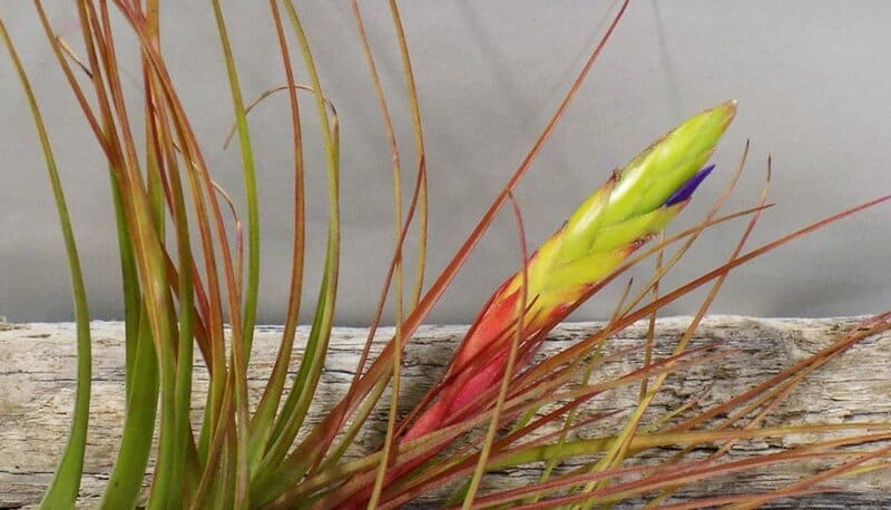 Tillandsia melanocrater tricolor
