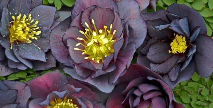 The Most Interesting and Exotic Dark Flowers- #1 List of 35+ Dark Flowers