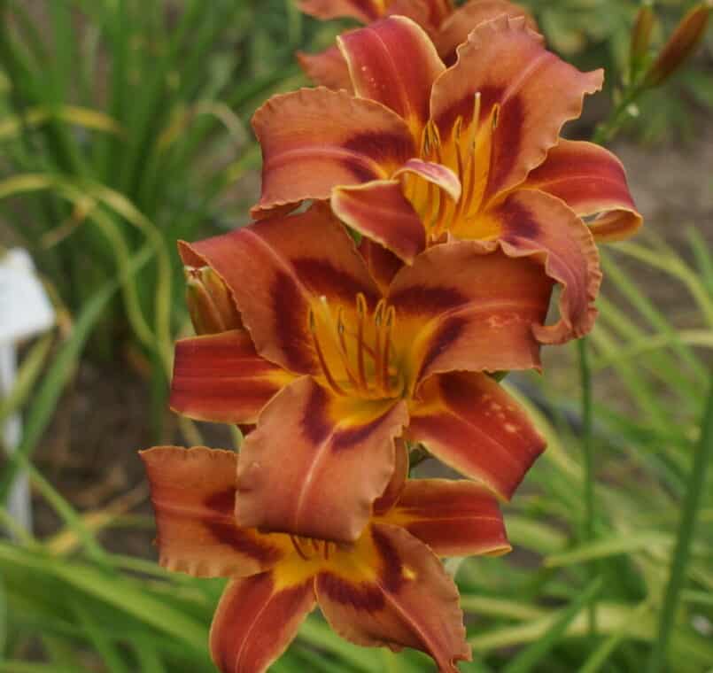 Daylilies Hemerocallis