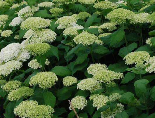 Hydrangea arborescence "Annabelle"