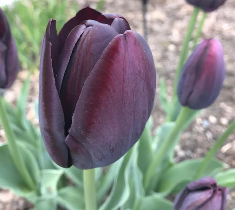 Queen of the Night Tulip
