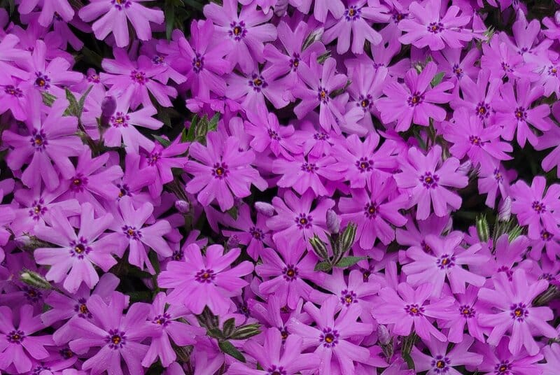 Phlox subulata