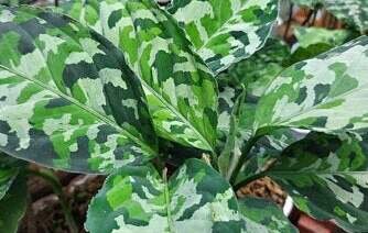 camouflage plant hunidity