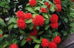 Ixora javanica - Red Ixora