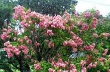 Mussaenda philippica - Lady Flowers