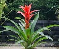 Guzmania lingulata - Scarlet Star