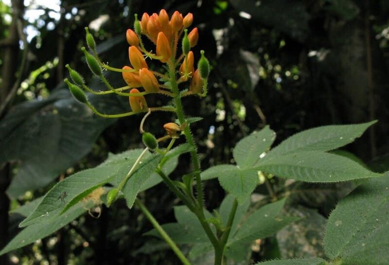 Podandrogyne decipiens