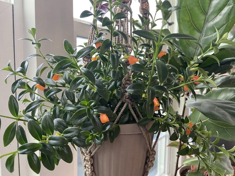 Nematanthus gregarious - Goldfish Plant