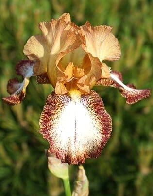 Iris germanica