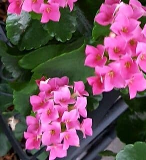 Kalanchoe blossfeldiana -Flaming Katy