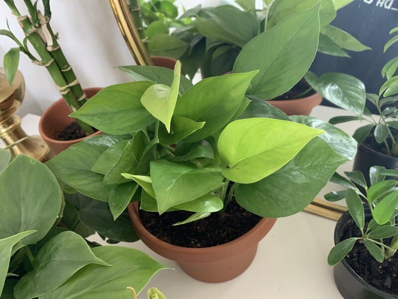 "Jade" Pothos