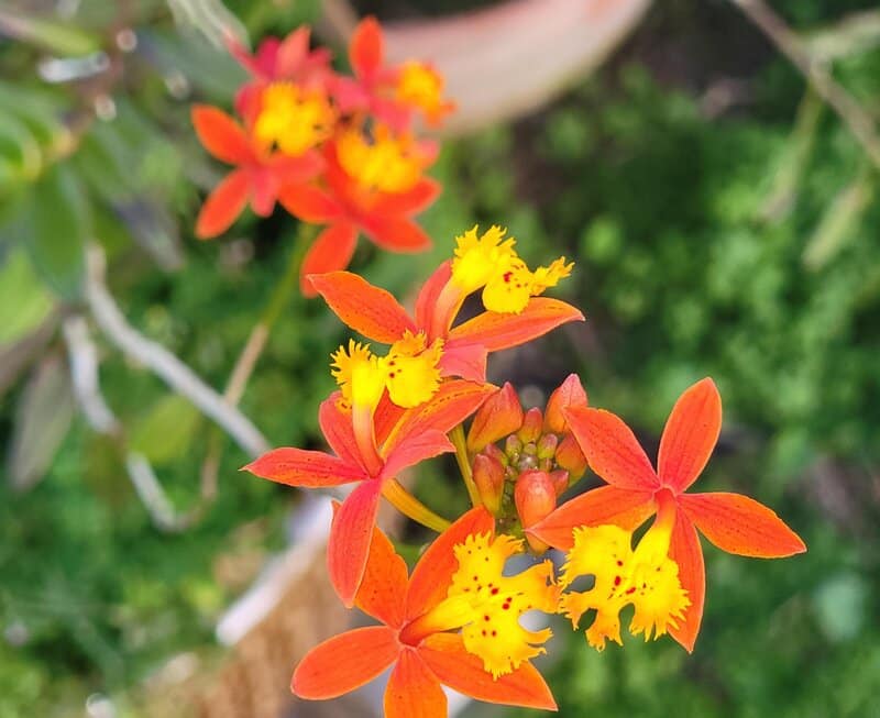 Epidendrum spp. - Reed Stem Orchid