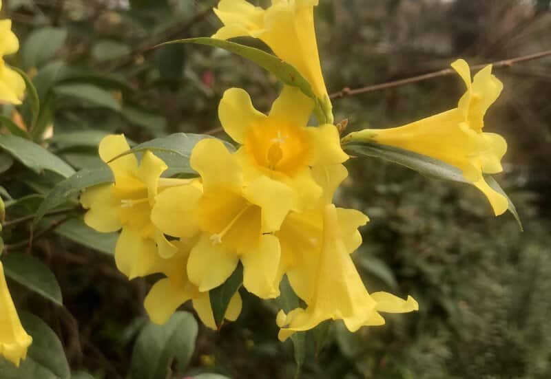 Gelsemium sempervirens - Carolina Jasmine