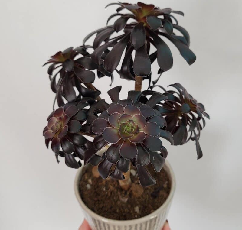  Aeonium arboreum "Atropurpureum"