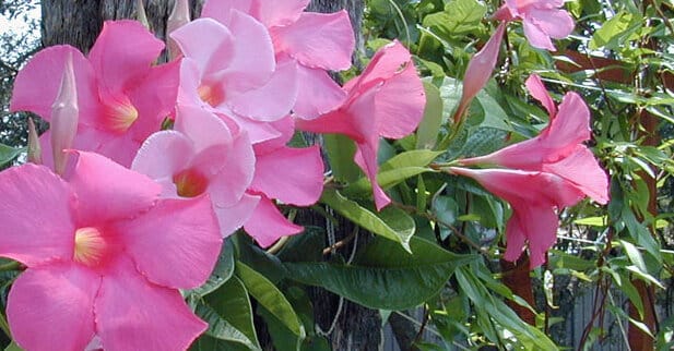 Mandevilla x amoena "Alice du Pont"