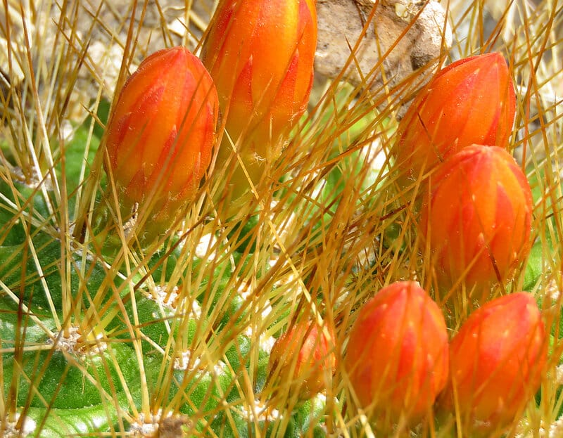Matucana aurantiaca - Orange matucana