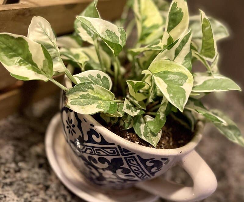 "N' Joy" Pothos