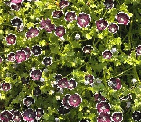 Nemophila menziesii ‘Penny Black’