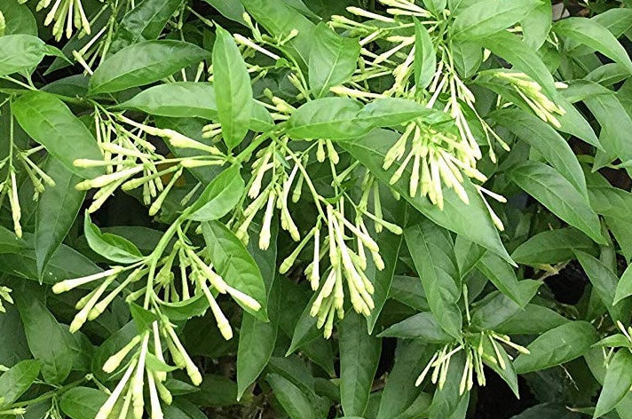 night-blooming jessamine