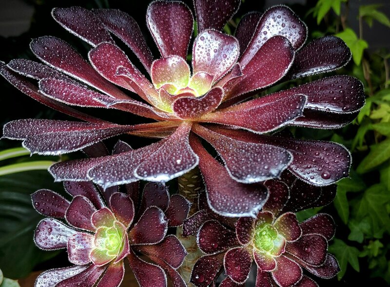 Aeonium arboreum ‘Zwartkop’