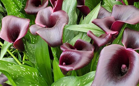 Calla Lily ‘Cantor Black'