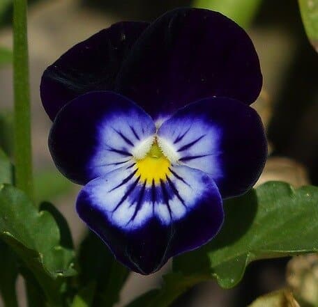 Pansy ‘Black Beauty’