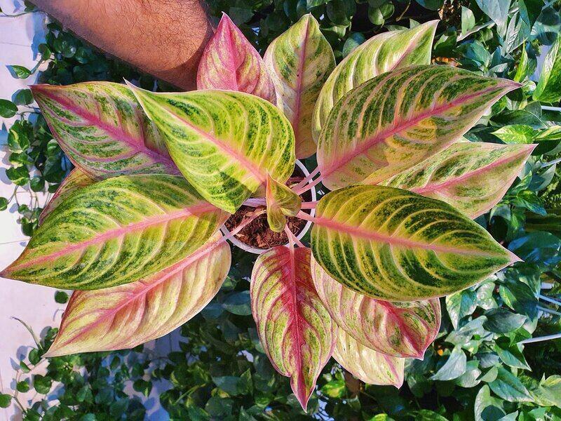 Aglaonema Green Papaya